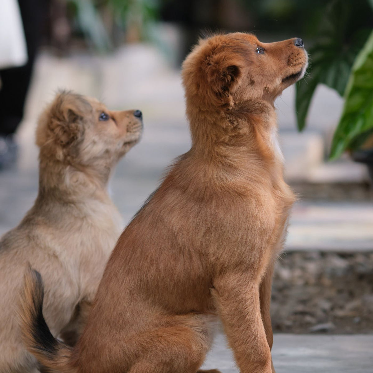 Dos cachorros al aire libre con luz cálida